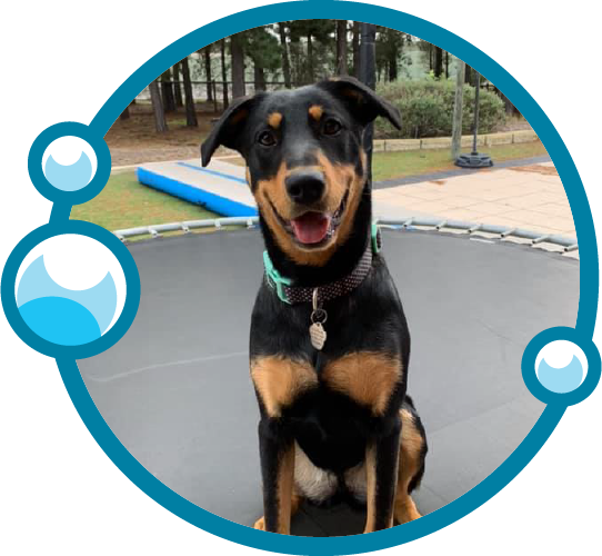 Ellenbrook Mobile Dog Wash